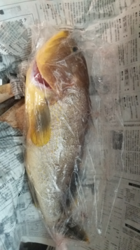 シイラを刺身で食べると危険というのは本当でしょうか 私は子どもの頃 シイ Yahoo 知恵袋