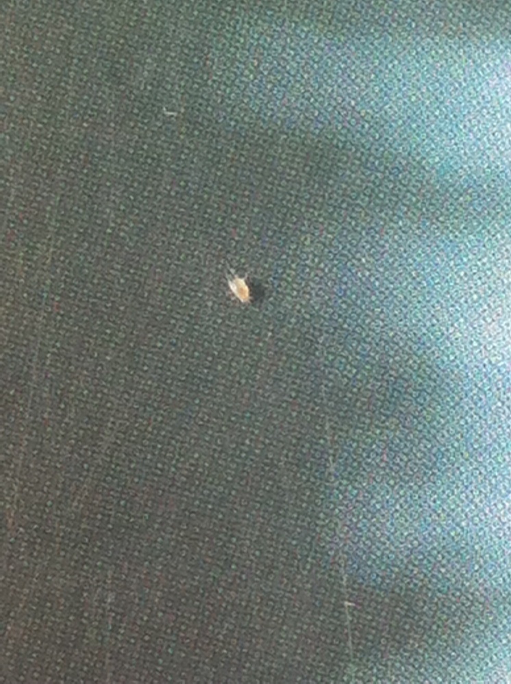 小さい白い虫はダニですか？
