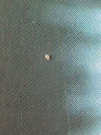 部屋に白い小さな虫がでました 写真をみていただければわかります とても小さくて Yahoo 知恵袋