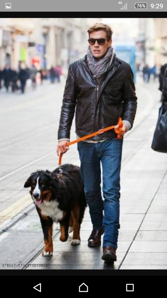 この画像の犬何て犬種の犬ですか こんにちは M M大きさ 被毛の長さから Yahoo 知恵袋