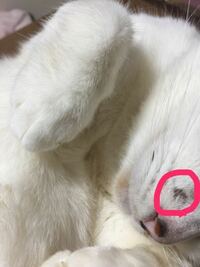 愛猫 三毛猫 メス7歳のヒゲの上に毛が抜けたような跡 が１週間ほど前 Yahoo 知恵袋