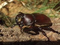 日本には カブトムシというとたいてい1種類のカブトムシを思い浮かべますがこのカ Yahoo 知恵袋