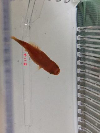 パターン 突撃 だらしない ミッキー マウス プラティ 追いかける Chichibuno Soba Com