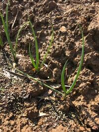 ねぎは1年を通していつ何回植え替えすれば1年中おいしく食べら Yahoo 知恵袋