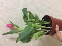 チューリップの葉先が枯れてしまっています もうだめなのか 様子をみたらまだ Yahoo 知恵袋