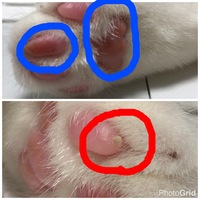 猫肉球怪我 病気 肉球に硬い出っ張りがあります 画像 これは Yahoo 知恵袋