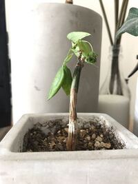 パキラの幹が柔らかくなって葉がしおれてきました 対処法を教えてください Yahoo 知恵袋