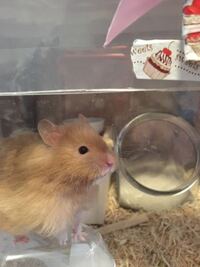 ゴールデンハムスター 長毛種 生後3ヶ月雄を飼っている初心者です Yahoo 知恵袋