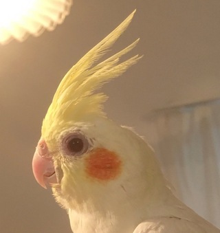 友達のところの生後３ヶ月のオカメインコなんですが 目の端っこが赤くな Yahoo 知恵袋