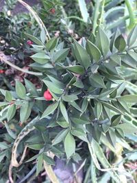 これ葉にトゲあり赤い実の植物はどういう名前ですか 種まきですか ご指導お願いし Yahoo 知恵袋