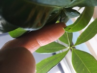 パキラとクワズイモの葉の裏に小さな黒い虫がついて困っています 他 Yahoo 知恵袋