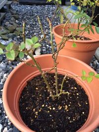 ミニバラの強剪定について教えて下さい 昨年の1月末にミニバラをもらい 調 Yahoo 知恵袋