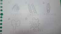 この中で葉緑体をもつ微生物 色が緑色の微生物を教えてください Yahoo 知恵袋