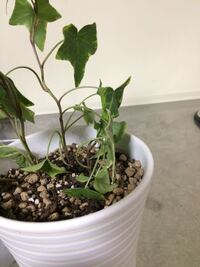 観葉植物のアイビー ヘデラ が枯れました どうすればよいので Yahoo 知恵袋