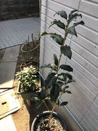 椿の花がつきません ３年か４年前にﾎﾟｯﾄに入って 花のついた Yahoo 知恵袋