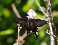 世界で一番大きな蝶は何でしょうか またどの位大きいのか教えて下さい 小さい Yahoo 知恵袋
