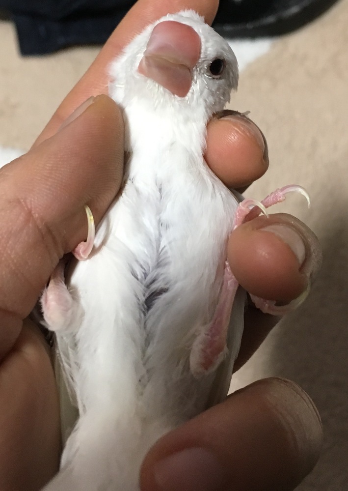 生後3ヶ月の白文鳥を飼っています。さし餌も終わって、1人で餌も食べれ... - Yahoo!知恵袋