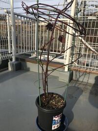 ブラックベリーの剪定について 冬越しのブラックベリーが3メートル以上に伸び Yahoo 知恵袋