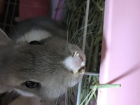 うさぎ4カ月メスを飼っています 最近 鼻の周りがカピカピしていて 乾燥していま Yahoo 知恵袋