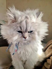 カンデンヤマネコは好きですか カンデンヤマネコは好きですよ Yahoo 知恵袋