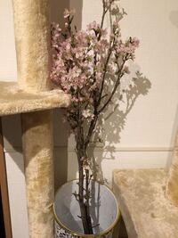 桜の枝の育て方 先日 花屋で桜の枝を売っていて綺麗だったので思 Yahoo 知恵袋
