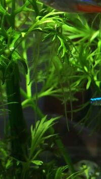 アクアリウム 水草の茎から根が出ています アクアリウム初心 Yahoo 知恵袋
