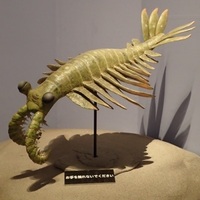 雛人形の箱の中に古代海洋生物みたいな虫がいました 死んでました 調べてみてアノ Yahoo 知恵袋
