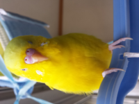 セキセイインコの くしゃみ についての質問です もう少しで1歳になるルチ Yahoo 知恵袋