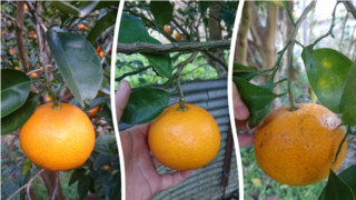 八朔 甘夏 だいだいの違いについて教えて下さい 現在 私の庭には柑橘 Yahoo 知恵袋