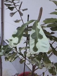 クランウェルツノガエルのパネルヒーター何月ぐらいまで使用した Yahoo 知恵袋