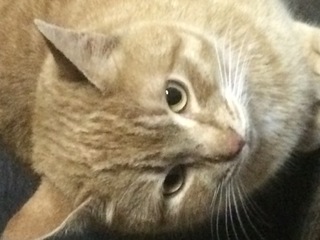 茶トラのメスって珍しいですか 私は今までたくさんの猫を保護して飼ってきましたが Yahoo 知恵袋