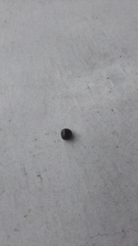庭木の下に 黒くて小さな丸いものがたくさん落ちています これってなんでし Yahoo 知恵袋