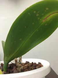 胡蝶蘭の葉が日焼けによるものなのか病気によるものなのか突然デコボコの陥 Yahoo 知恵袋