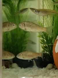 実家からメダカを分けてもらったのですが メダカと一緒に鮒もあげる Yahoo 知恵袋