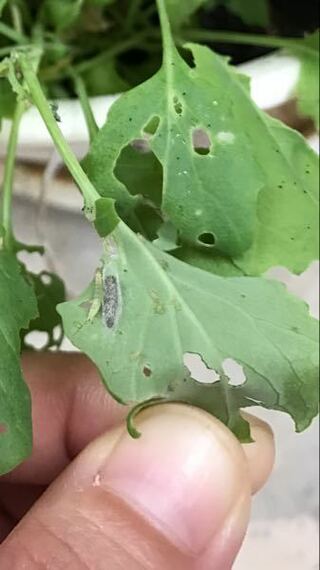 家庭菜園のブロッコリーについている青虫が何の幼虫なのか 触っても大丈夫なのか知 Yahoo 知恵袋