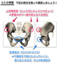 恥骨結合の位置を確認するにはわかりやすい方法はありますか 皮膚の上か Yahoo 知恵袋