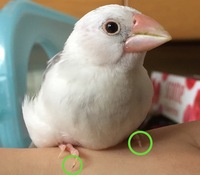 文鳥の糞が黄色い閲覧いただいてありがとうございます 最近 文鳥の Yahoo 知恵袋