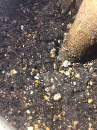 ガジュマルの土に白い綿のようなものが付いています 屋内でledを当てて育 Yahoo 知恵袋