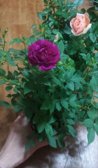 手前の赤紫色のミニバラはスイートチャリオットですか 後ろのサーモンピ Yahoo 知恵袋