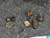 ヒザラガイの 食べ方 ヒザラガイって どうやって食べるんですか 料 Yahoo 知恵袋