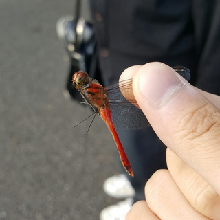 このトンボはなんて名前でしょうか 結構小さめのかわいいトンボです これは胸 Yahoo 知恵袋