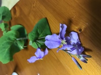 この雑草 紫の花はなんという名前でしょう ちなみにうさぎは食べられま Yahoo 知恵袋