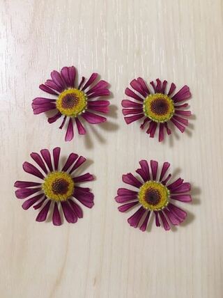 マーガレットの押し花を綺麗に作る方法を教えてください ベランダのマーガレ Yahoo 知恵袋