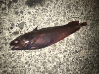 夜にナマズみたいな魚が釣れましたゴンズイ イタチウオとは違いヒゲがありませんが Yahoo 知恵袋