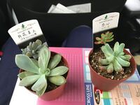 多肉植物の水やりについて植え替え後すぐ水やりする方しない方 ２ Yahoo 知恵袋