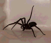 アシダカグモは冬は出ますか Yahoo 知恵袋