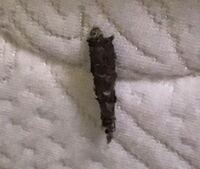 この写真の虫はどういった虫なのでしょうか 教えて 住まいの先生 Yahoo 不動産