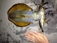 土佐の鰹一本釣りの漁師さん 有名な所で明神丸など はお給料いくらほどある Yahoo 知恵袋