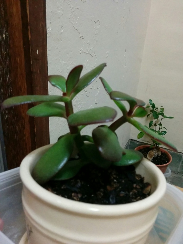 金のなる木について教えてください。去年1枚の挿し葉から一年でここ
