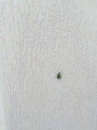 この前 家の玄関にこの 小さい緑の蜘蛛が死んでいました 今日 玄 Yahoo 知恵袋
